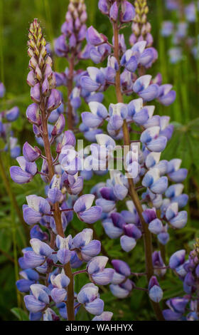 Lupino selvatico in fiore (Lupinus perennis), praterie, Nord America, da Bruce Montagne/Dembinsky Foto Assoc Foto Stock