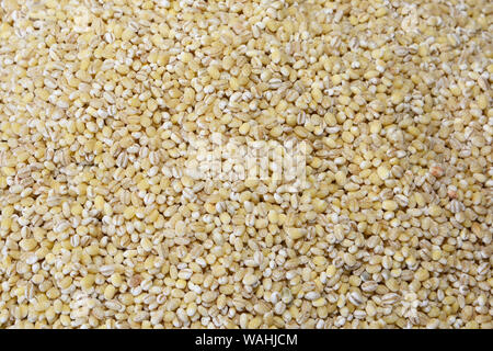 Orzo (Hordeum vulgare) è uno dei principali cereali coltivati in climi temperati a livello globale. È stato uno dei primi grani coltivati, particolarmente in Eura Foto Stock