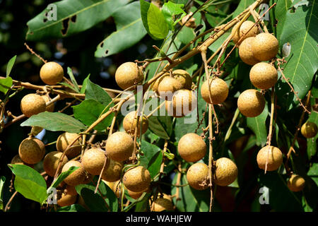 Il Longan albero da frutta - Litchi parente stretto Foto Stock