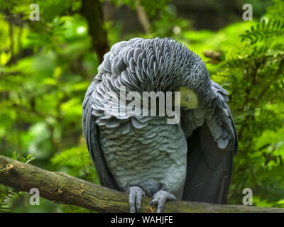 Un pappagallo grigio africano preening le sue piume Foto Stock