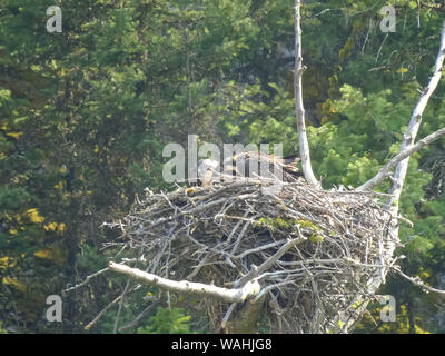 Osprey pulcini su un nido alimentando in yellowstone Foto Stock