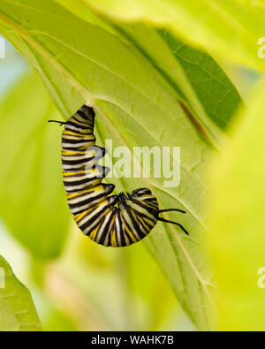 Una farfalla monarca caterpillar nella forma j trasformando in una crisalide pendente da una foglia in un giardino in speculatore, NY USA Foto Stock