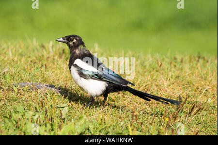 Gazza europea (Pica pica) appollaiato sull'erba. Foto Stock