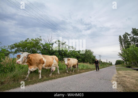 ALIBUNAR, SERBIA - Giugno 7, 2019: contadina uomo senior di condurre la sua mandria di vacche su una strada di Alibunar un piccolo borgo agricolo della Voivodina, il Foto Stock