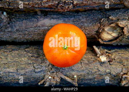 Mandarino. Foto Stock