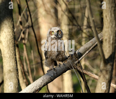 Grande cornuto owlet Foto Stock