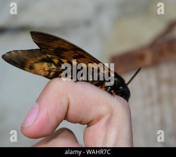 Testa di morto. La grande farfalla massiccia appartenenti alla famiglia di brazhnik. Notte insetto. Foto Stock