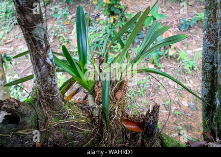 Orchidee parassiti vivi su un grande tronco di albero nella giungla tropicale di Nam Cat Tien National Park, Vietnam Foto Stock