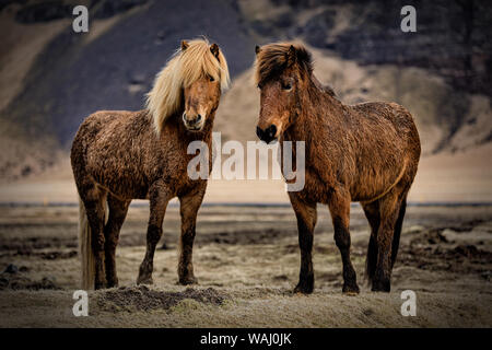 Cavalli islandesi in un pascolo sulla costa sud vicino a VIK, Islanda Foto Stock