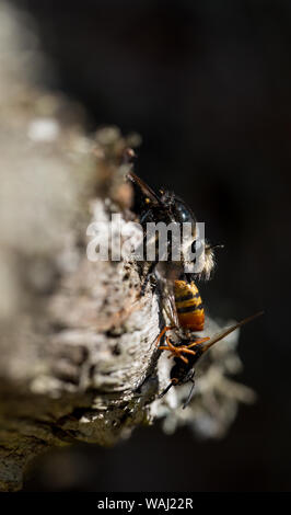 Grandi bee-come ladro-fly con la preda Foto Stock