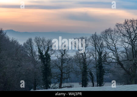 Stark alberi su un gelido mattino di Dinmore station wagon, Herefordshire. Foto Stock