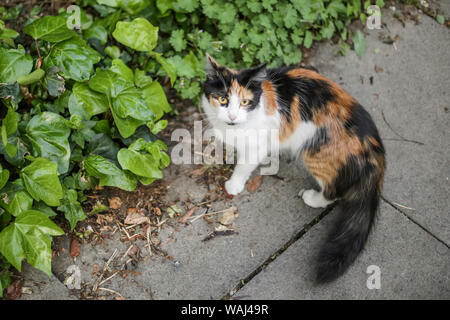 Lo zenzero e il gatto nero in posa per la fotocamera Foto Stock
