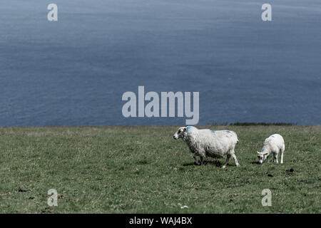 Due pecore seguendo i loro sogni Foto Stock