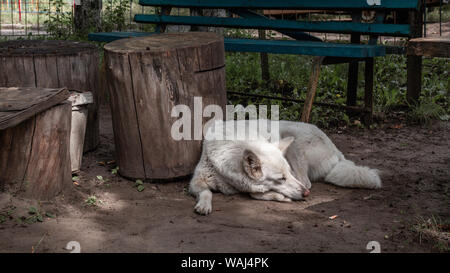 Triste lonely cane luying in un giorno caldo presso il cortile Foto Stock