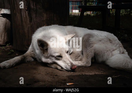 Triste lonely cane luying in un giorno caldo presso il cortile Foto Stock