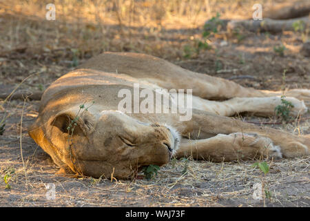 Africa, Botswana Chobe National Park. Leone femmina in appoggio nella struttura ad albero di ombra. Credito come: Wendy Kaveney Jaynes / Galleria / DanitaDelimont.com Foto Stock