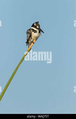 Africa, Botswana Chobe National Park. Pied kingfisher su papiro stelo. Credito come: Wendy Kaveney Jaynes / Galleria / DanitaDelimont.com Foto Stock