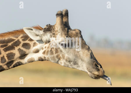 Africa, Botswana Chobe National Park. Close-up del collo a giraffa con oxpecker bird. Credito come: Wendy Kaveney Jaynes / Galleria / DanitaDelimont.com Foto Stock