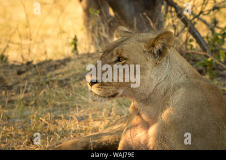 Africa, Botswana Chobe National Park. Leone femmina in appoggio nella struttura ad albero di ombra. Credito come: Wendy Kaveney Jaynes / Galleria / DanitaDelimont.com Foto Stock