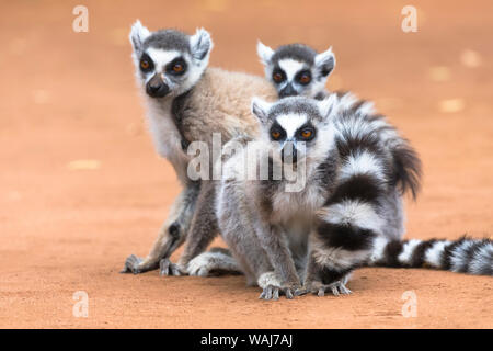 Africa e Madagascar, Amboasary, Berenty riserva. Un gruppo di anello-tailed lemuri huddle insieme per il calore al mattino presto chill. Foto Stock