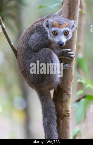 Africa e Madagascar, Akanin'ny Nofy riserva. Femmina lemure coronato (il Eulemur coronatus) aggrappati ad un tronco di albero. Foto Stock