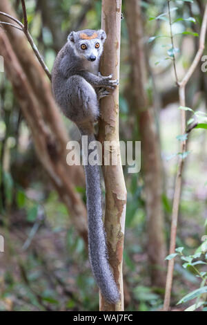 Africa e Madagascar, Akanin'ny Nofy riserva. Femmina lemure coronato (il Eulemur coronatus) aggrappati ad un tronco di albero. Foto Stock