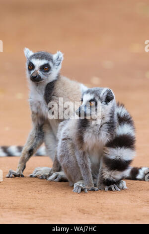 Africa e Madagascar, Amboasary, Berenty riserva. Due ring-tailed lemuri utilizzare le loro code per mantenersi caldo. Foto Stock