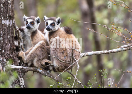 Africa e Madagascar, Amboasary, Berenty riserva. Due lemuri huddling insieme per tenere in caldo nelle prime ore del mattino chill. Foto Stock