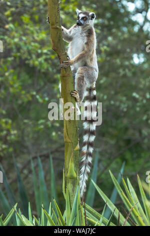 Africa e Madagascar, Amboasary, Berenty riserva. Anello-tailed lemur aggrappato a un gambo di una pianta di agave. Foto Stock