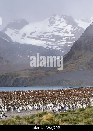 Pinguino reale (Aptenodytes patagonicus) sull'isola della Georgia del Sud, rookery nel porto d'oro. Foto Stock