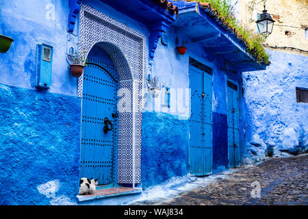 Chefchaouen, Marocco. Il gatto e il Blue Door ed edifici Foto Stock