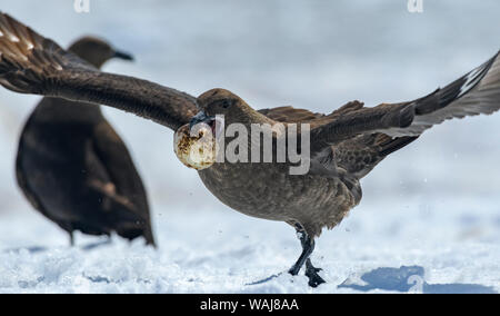 L'Antartide, Penisola Antartica, Neko Harbour. Brown skua rubare penguin uovo. Foto Stock