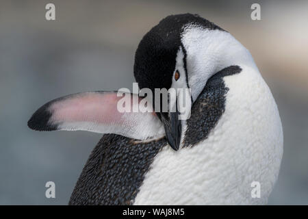 Penisola antartica, Antartide. Half Moon Island, pinguini Chinstrap preening. Foto Stock