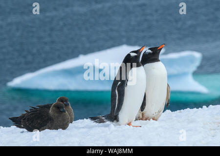 L'Antartide, Penisola Antartica, Danco Island. I pinguini di Gentoo, Marrone skua. Foto Stock