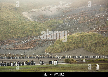 Salisbury Plain, Isola Georgia del Sud. Re colonia di pinguini. Foto Stock