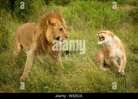 Leonessa ruggisce al leone maschio dopo l'accoppiamento Foto Stock