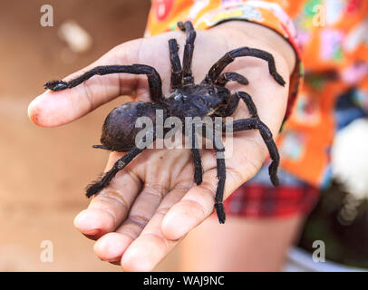 Cambogia. Live tarantola sul suo modo di essere fritto. Fritte tarantulas sono in vendita a Skuon, conosciuto localmente come 'piderville. ' Foto Stock