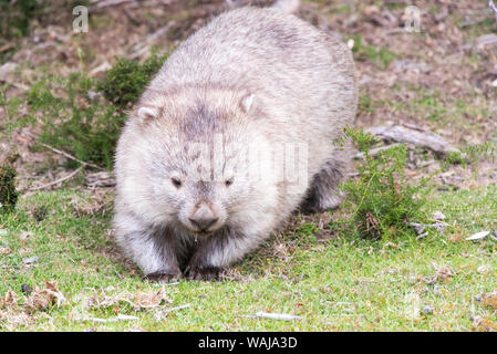 Australia e Tasmania. Wombat foraggi Maria Island National Park Foto Stock