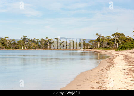 Australia e Tasmania, Maria Island. Vuoto spiaggia mare calmo Shoal e Chinaman's Bay. Cigni neri e pellicani bianchi lungo lontano shore. Oystercatchers sulla spiaggia Foto Stock