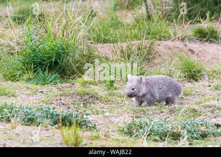 Australia e Tasmania. I capretti wombat Maria Island National Park Foto Stock