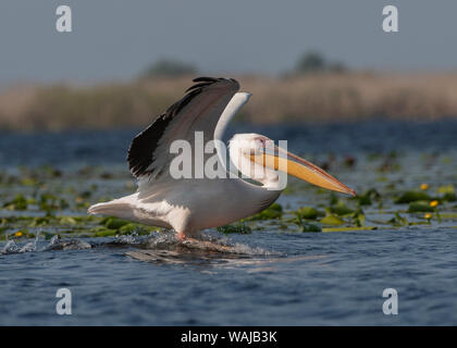 White pelican landing, il Delta del Danubio, Romania Foto Stock