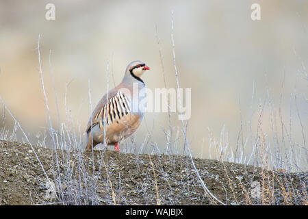 Nativo di Eurasia meridionale, la Pernice Chukar fu introdotto in Nord America come un uccello di gioco. Un bel po' di cannella e la starna con impressionante strisce lungo i suoi lati e un colore rosso brillante bill e piedi. Foto Stock