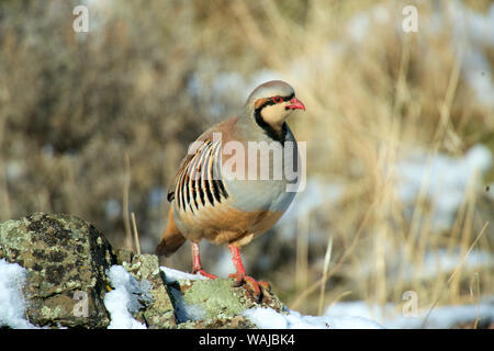 Nativo di Eurasia meridionale, la Pernice Chukar fu introdotto in Nord America come un uccello di gioco. Un bel po' di cannella e la starna con impressionante strisce lungo i suoi lati e un colore rosso brillante bill e piedi. Foto Stock