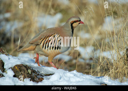 Nativo di Eurasia meridionale, la Pernice Chukar fu introdotto in Nord America come un uccello di gioco. Un bel po' di cannella e la starna con impressionante strisce lungo i suoi lati e un colore rosso brillante bill e piedi. Foto Stock