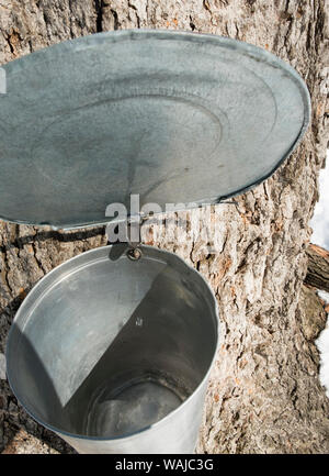 Benna attaccato ad albero di acero per lo zucchero d'acero raccolta sap, Morgan Arboretum sull isola di Montreal, Quebec, Canada Foto Stock