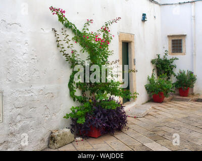 Vasi di piante lungo i vicoli e le stradine della città bianca di Ostuni. Foto Stock