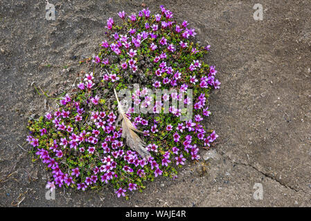 Norvegia Isole Svalbard, Spitsbergen. Longyearbyen, Viola sassifraga fiori nel cuore di formazione. Foto Stock