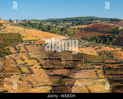 L'Europa, il Portogallo, la Valle del Douro. I vigneti in autunno sul pendio terrazzato. Foto Stock