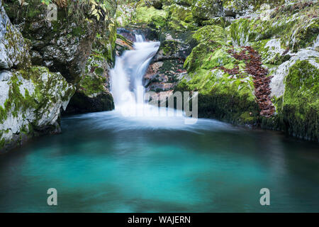 La Slovenia. Piccolo ruscello di acqua pura di montagna cascate giù le rocce di muschio. Foto Stock