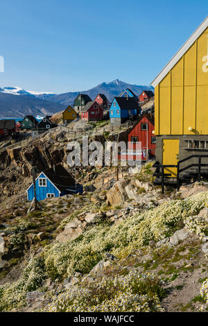 La Groenlandia. Uummannaq. Casa colorati lungo la strada principale circondato da fiori. Foto Stock